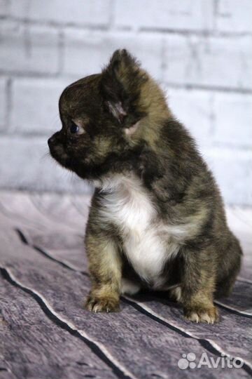 Малыши чихуахуа мини