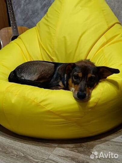 Собака девочка в добрые руки бесплатно