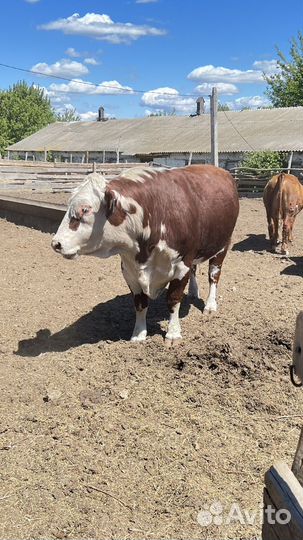 Бык герефорд на племя