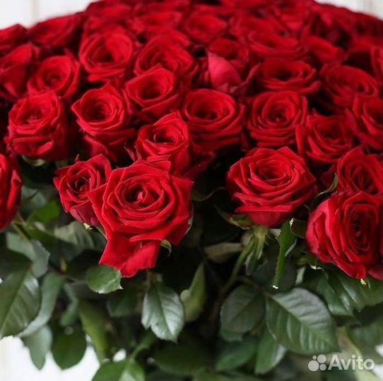 Высокие розы