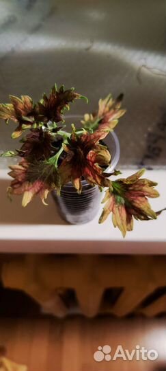 Комнатные растения