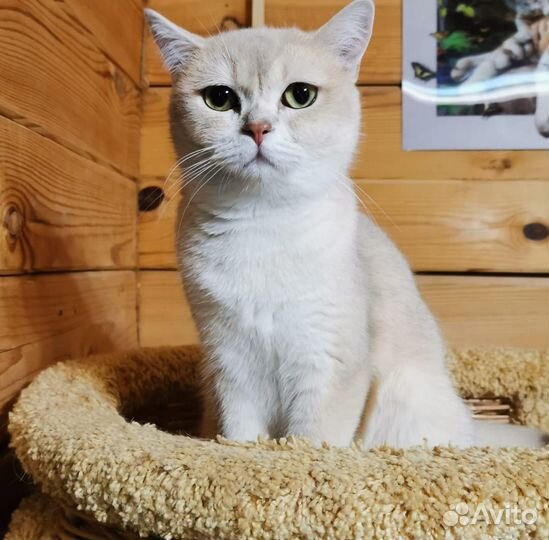 Кошечка лиловая золотая