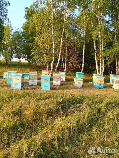 Мёд в розницу и оптом с личной пасеки