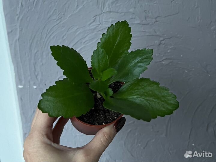 Каланхоэ розовая