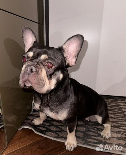 Французский бульдог