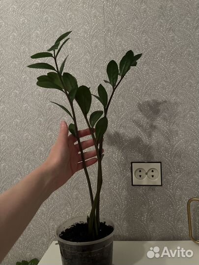 Замиокулькас 55 см