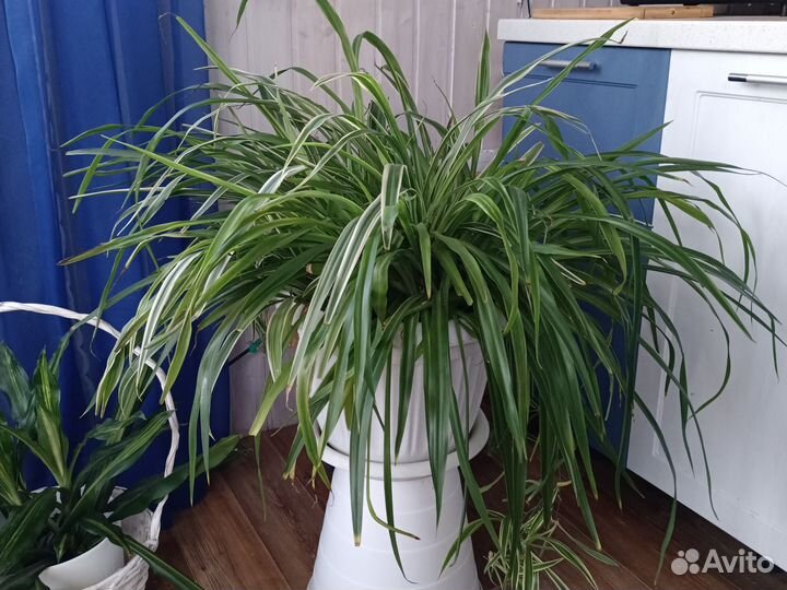 Хлорофитум