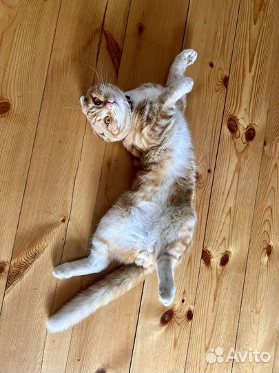 Шотландский кот вязка