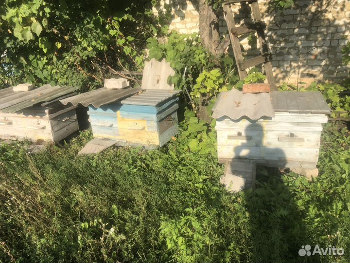 Улий с пчелами и мёдом