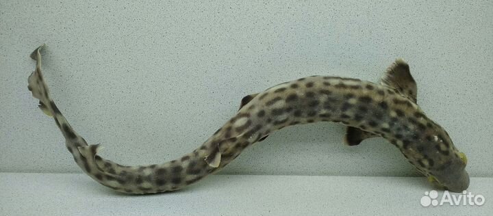 Акула пятнистая 36,7 морской сувенир подарок