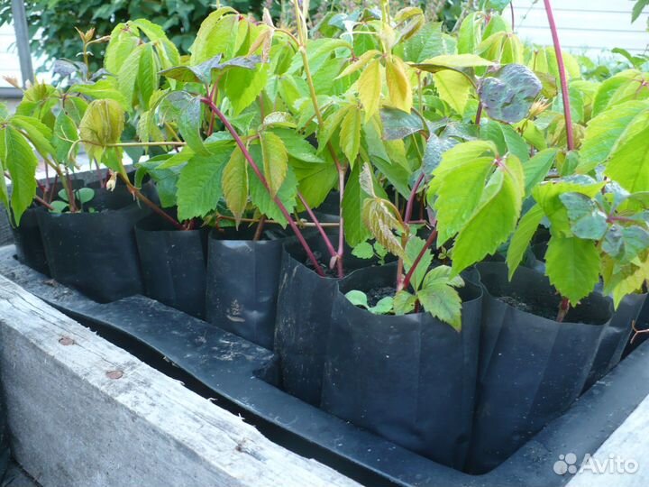 Виноград девичий