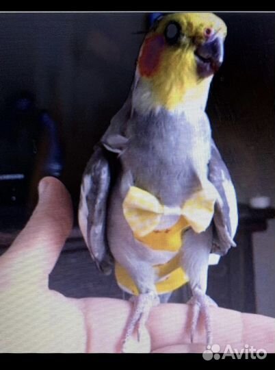 Подгузник попугаю