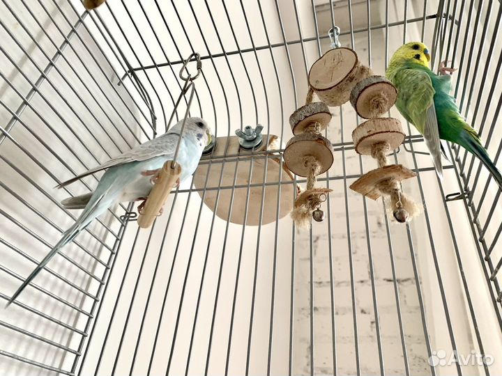 Радужные попугаи, пара с клеткой