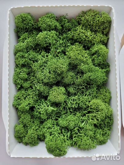 Мох ягель стабилизированный