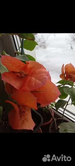 Цветы домашние в горшках