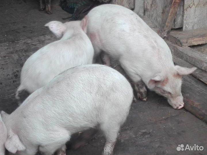 Поросята ландрас дюрок