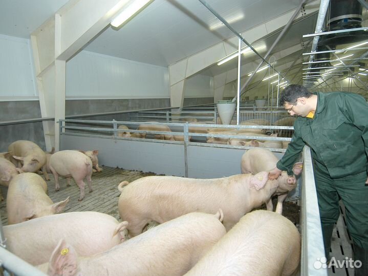 Разнорабочий на Свинокомплекс