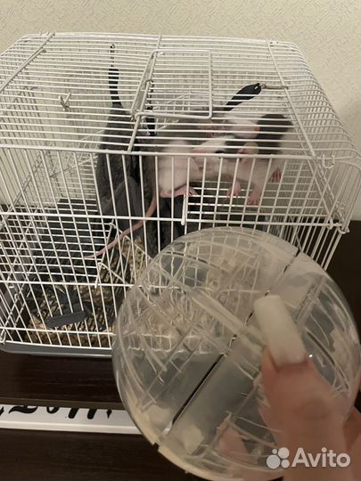 Шар для грызунов