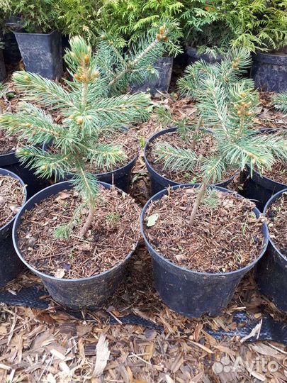 Ель колючая голубая 
