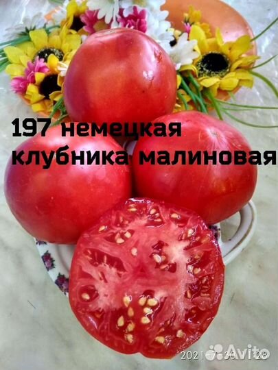 Рассада помидор продажа