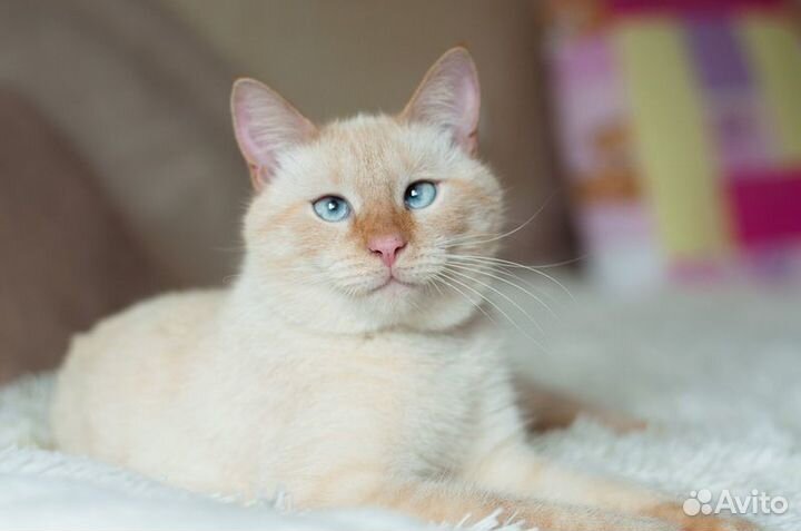 Персей - Крупный голубоглазый тайский котик в дар