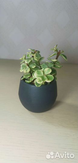 Портулакария вариегатная