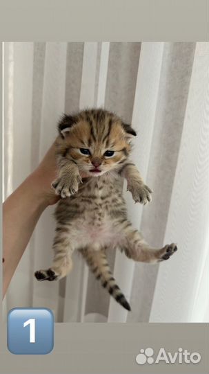 Шотландские котята