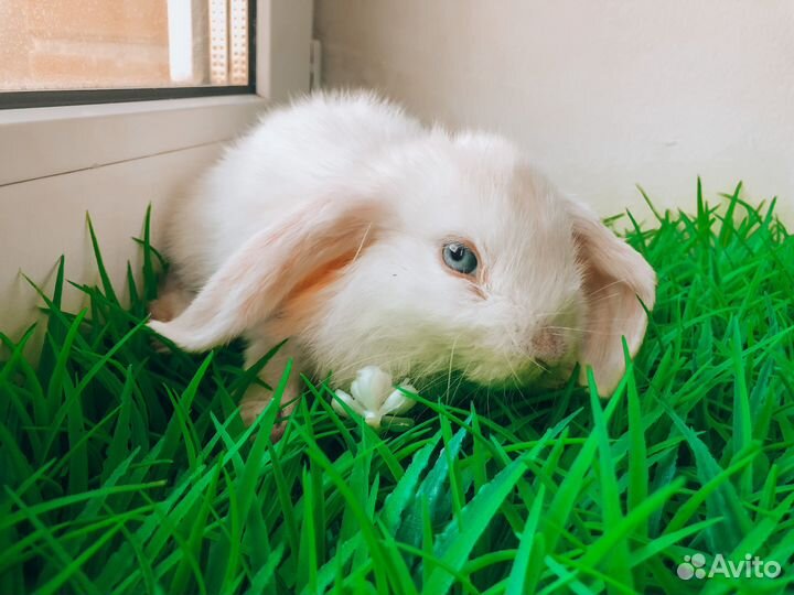 Мини карликовый кролик