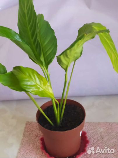 Сансевиерия