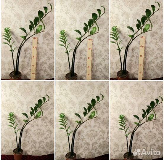 Замиокулькас