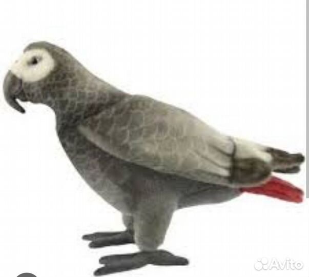 Серый попугай