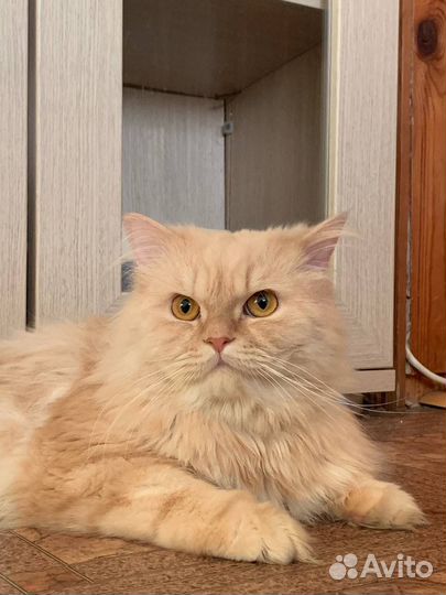 Персидский кот в добрые руки