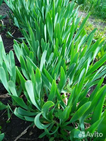 Лук зеленый, лук слезун