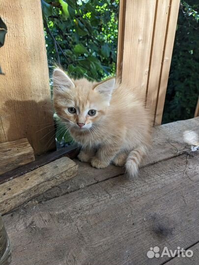 Котята рыжики