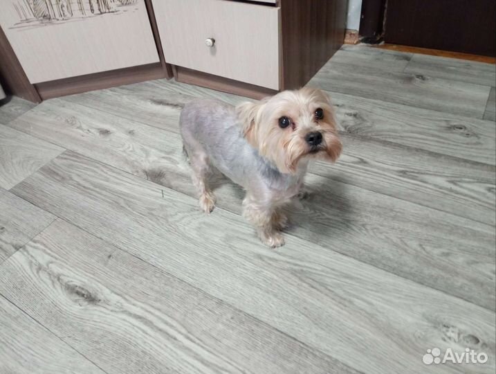 Стрижка собак в Западном Дегунино