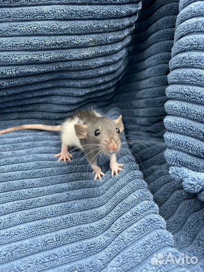 Крысята дамбо, рекс, домашние малыши