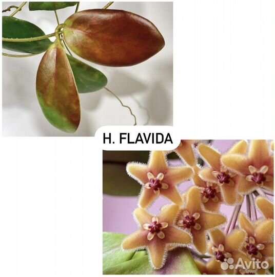 Хойя более 50 сортов