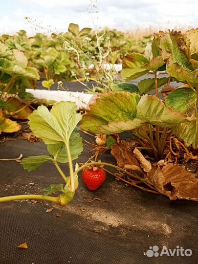 Рассада клубники кассетная