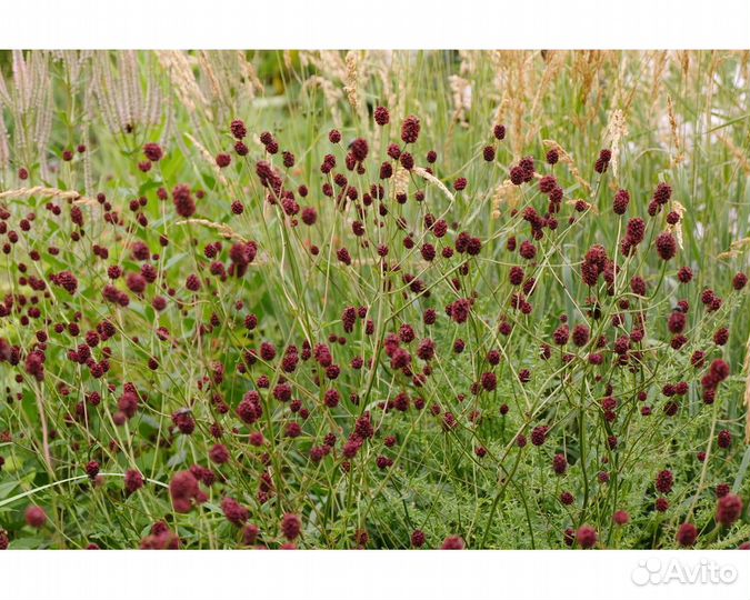 Кровохлёбка Chocolate Tipp