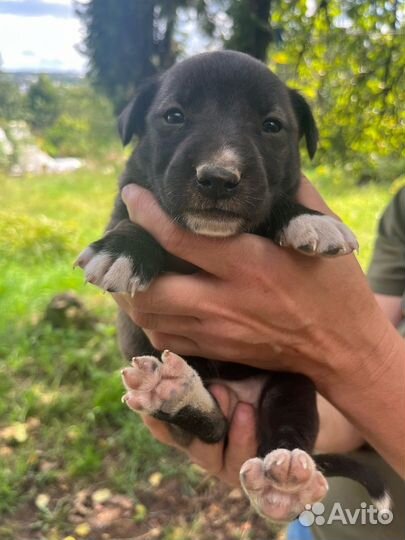 Щенки в добрые руки