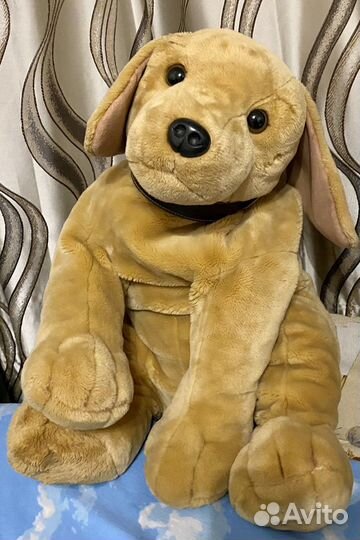 Собака лабрадор