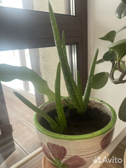 Алоэ столетник