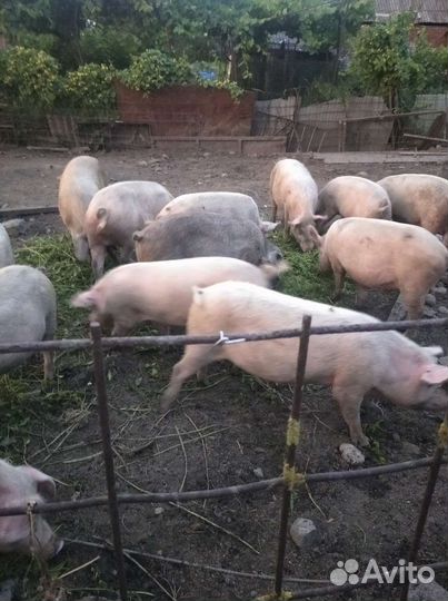 Поросята