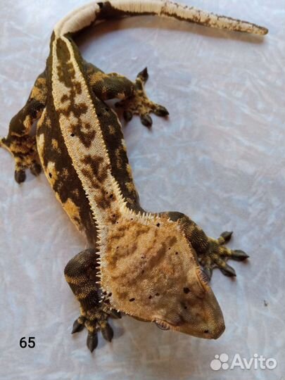 Самки реснитчатого бананоеда