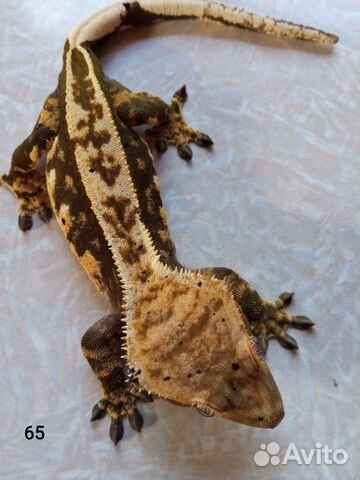 Самки реснитчатого бананоеда