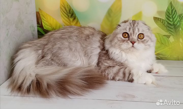 Шотландская вислоухая кошка