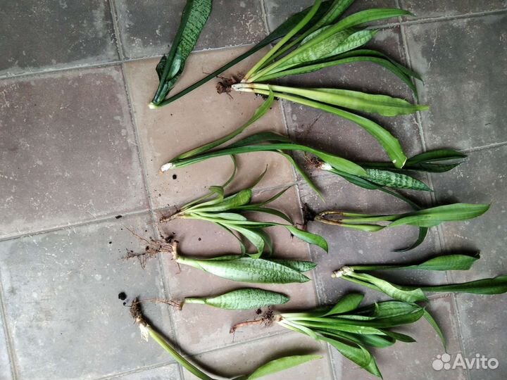 Сансевиерия муншайн и каспер