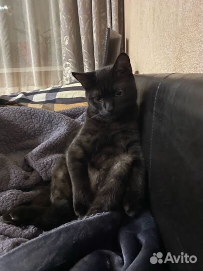 Шотландский кот