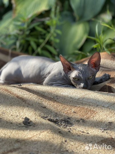 Канадский сфинкс