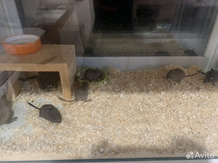 Монгольская песчанка